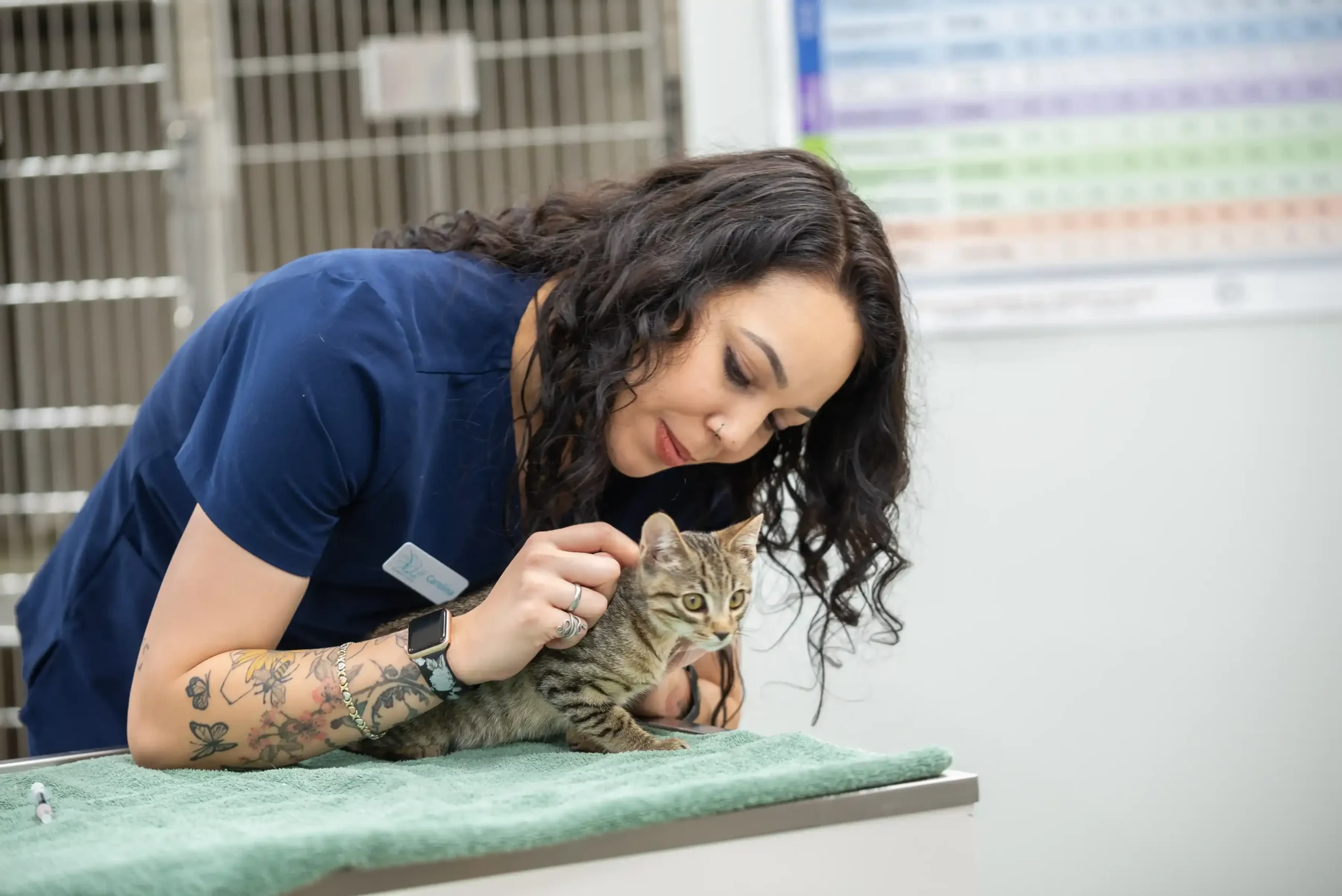 Veterinary technician's hands assisting with a patient