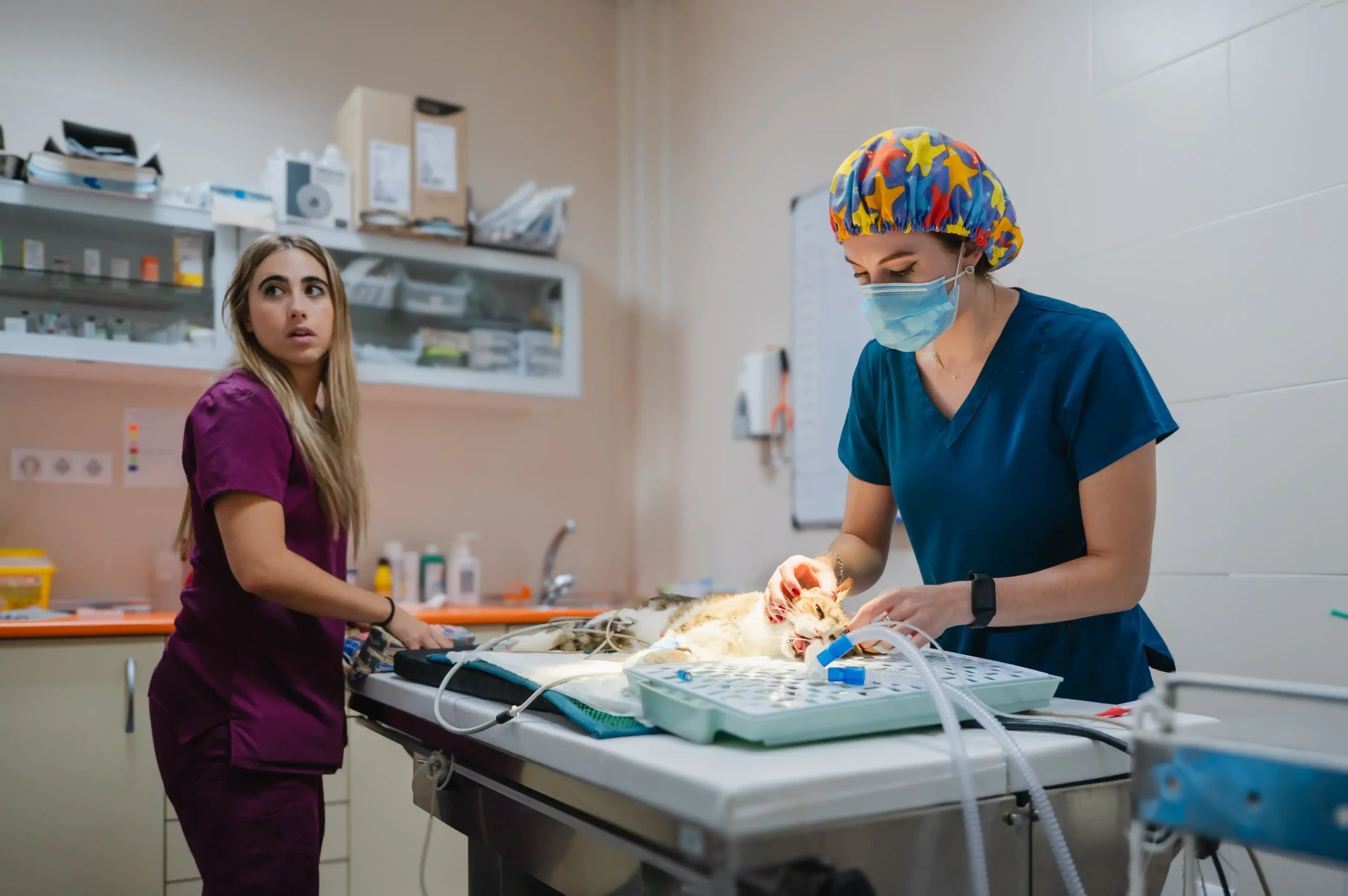 Veterinarian performing surgery in a high-volume spay and neuter suite